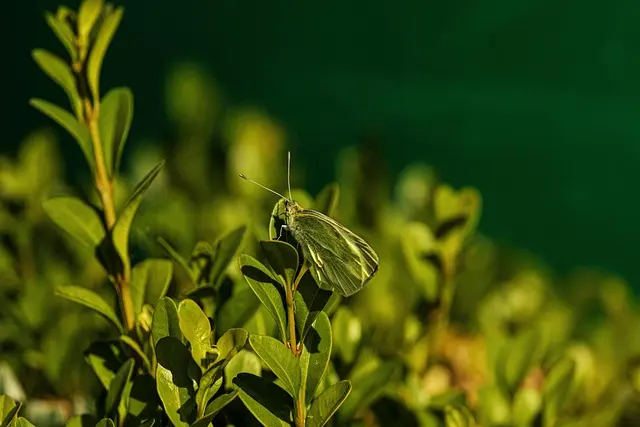 Come Creare un Giardino Aromatico per Attrarre Farfalle