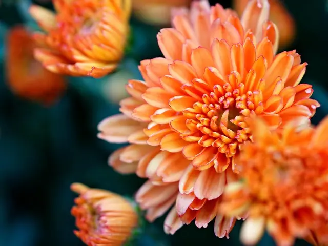 Come Creare un Giardino di Aromatiche per Ogni Stagione