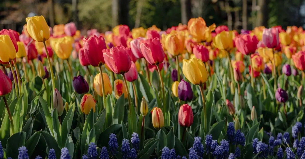 Come Progettare un Giardino Fiorito