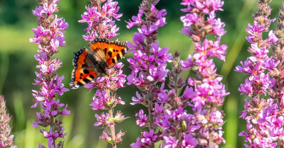 Come Creare un Giardino di Farfalle: Guida Completa