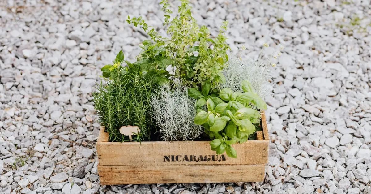 Come Creare un Giardino Aromatico: Guida Passo Passo