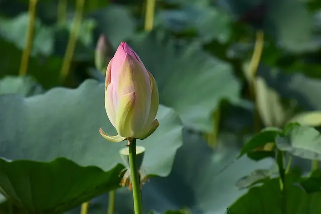 5 Tecniche per Ottimizzare la Crescita delle Piante in Giardino