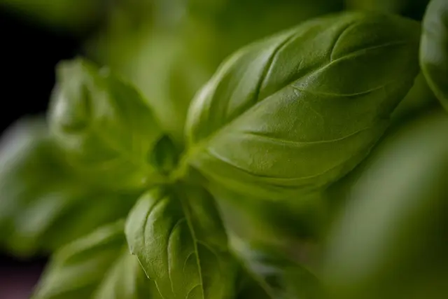 Come Creare un Giardino Aromatico Facile e Stagionale