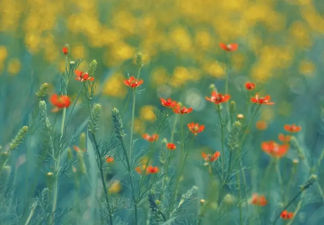 Come Scegliere le Migliori Piante per il Tuo Giardino