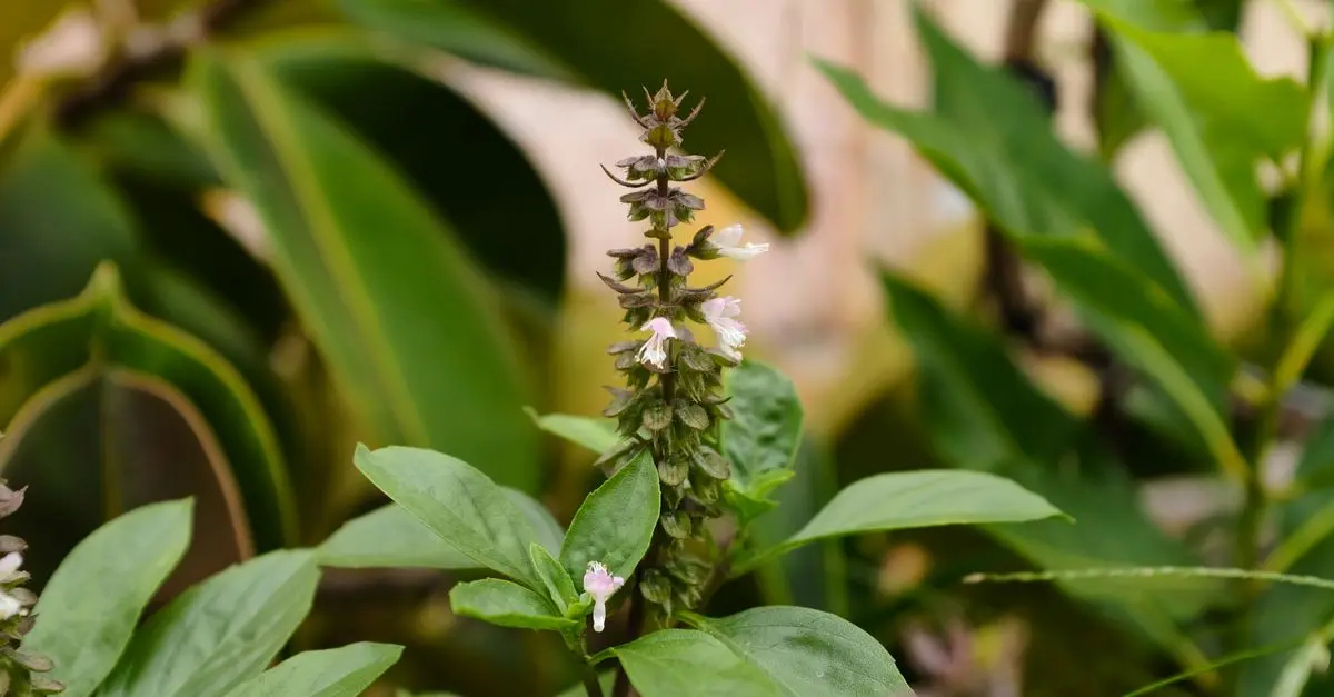 Come Pianificare un Giardino Aromatico: Guida Pratica