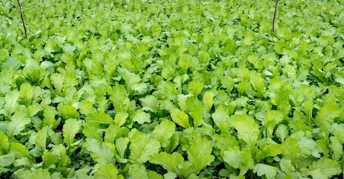 Approfondimento sui Fertilizzanti Organici