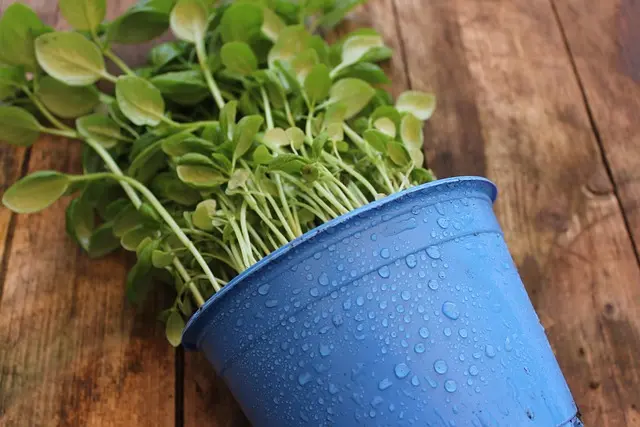 Come Realizzare un Giardino Aromatico in Spazi Ristetti