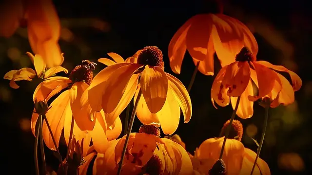 Guida alla Creazione di un Giardino Sostenibile