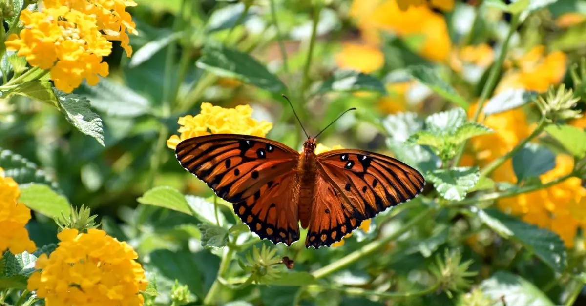 Come Creare un Giardino di Farfalle Perfetto