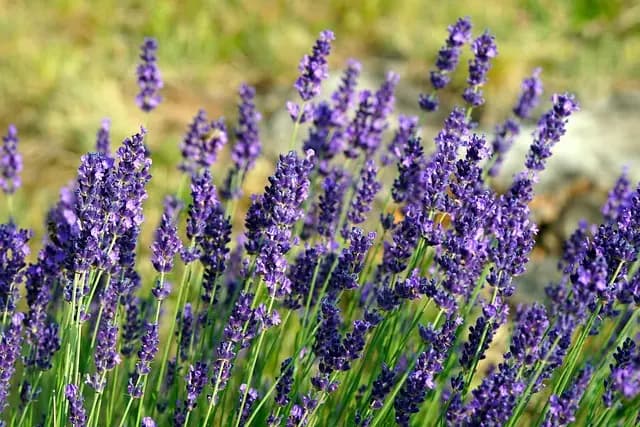 10 Piante Aromatiche Indispensabili per il Tuo Giardino