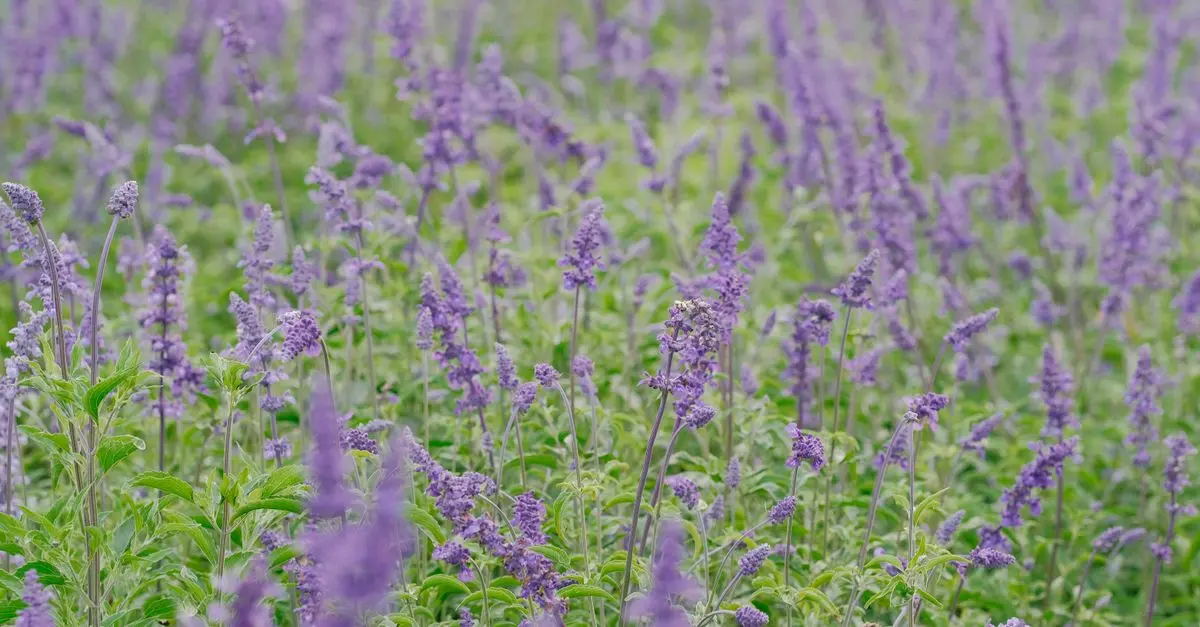 Guida alla Creazione di un Giardino Aromatico Sostenibile