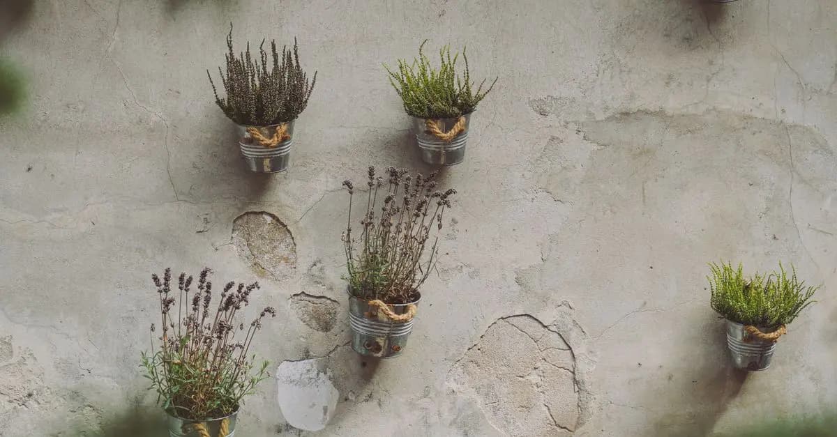 Come Coltivare una Piccola Oasi Verde in Spazi Ristetti