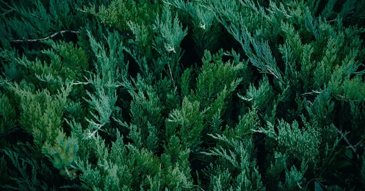 I Benefici del Giardino Verticale