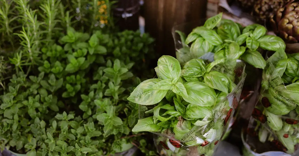 Come Creare un Giardino Aromatico: Guida Pratica