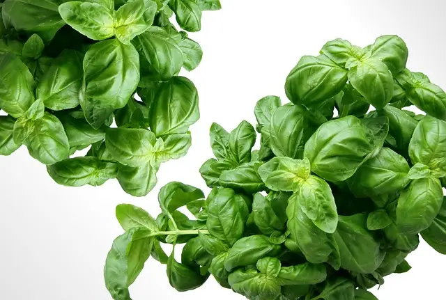 Come Creare un Giardino di Piante Aromatiche: Guida Completa