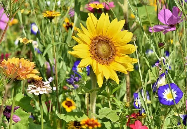 Come Creare un Giardino Sostenibile: Consigli Utili per Ogni Giardiniere