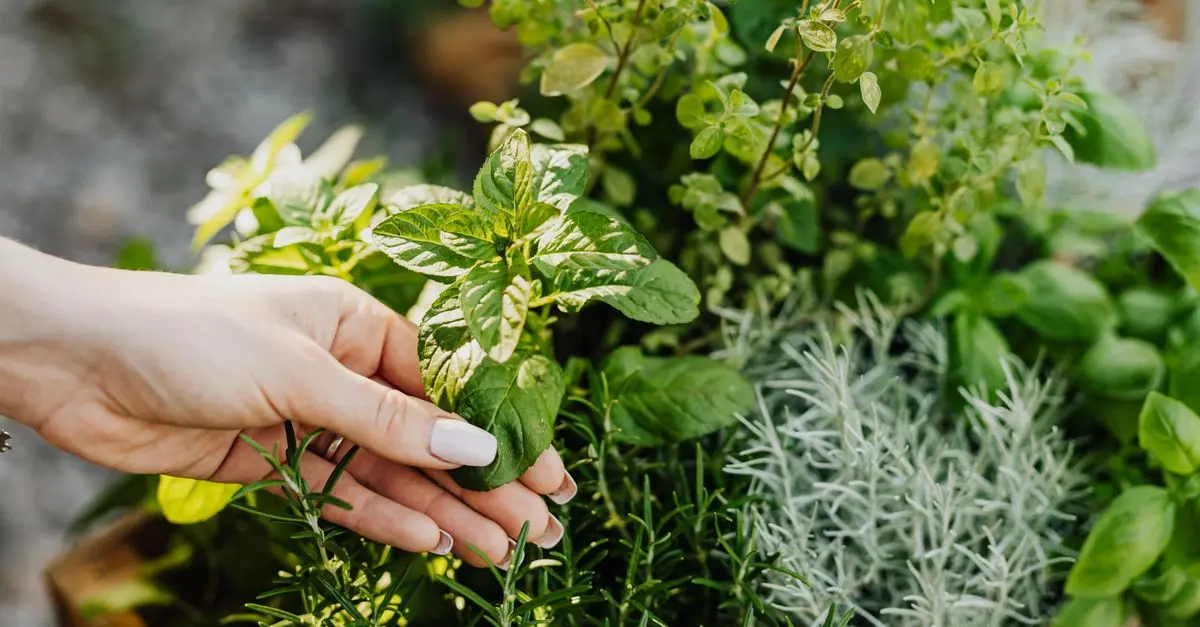 Come Coltivare Piante Aromatiche in Giardino: Guida Completa