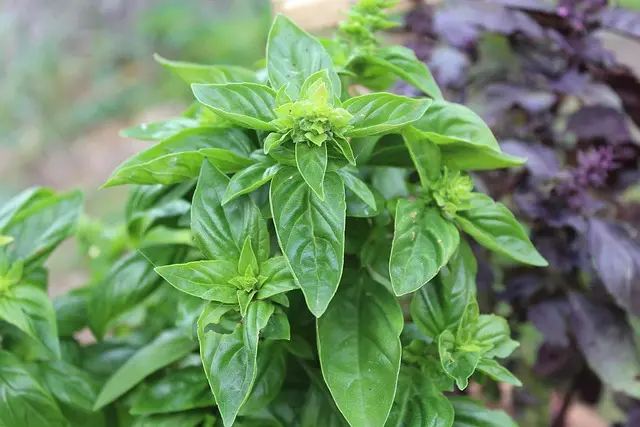 Come Realizzare un Giardino Aromatico per Ogni Stagione