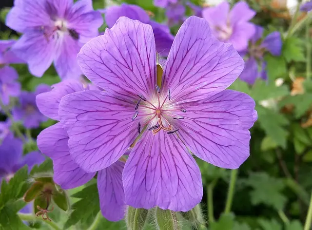 Come Proteggere il Tuo Giardino dalle Malattie: Guida Completa