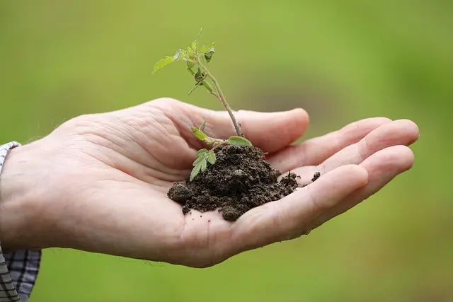 Come Scegliere il Giusto Terreno per le Piante del Giardino