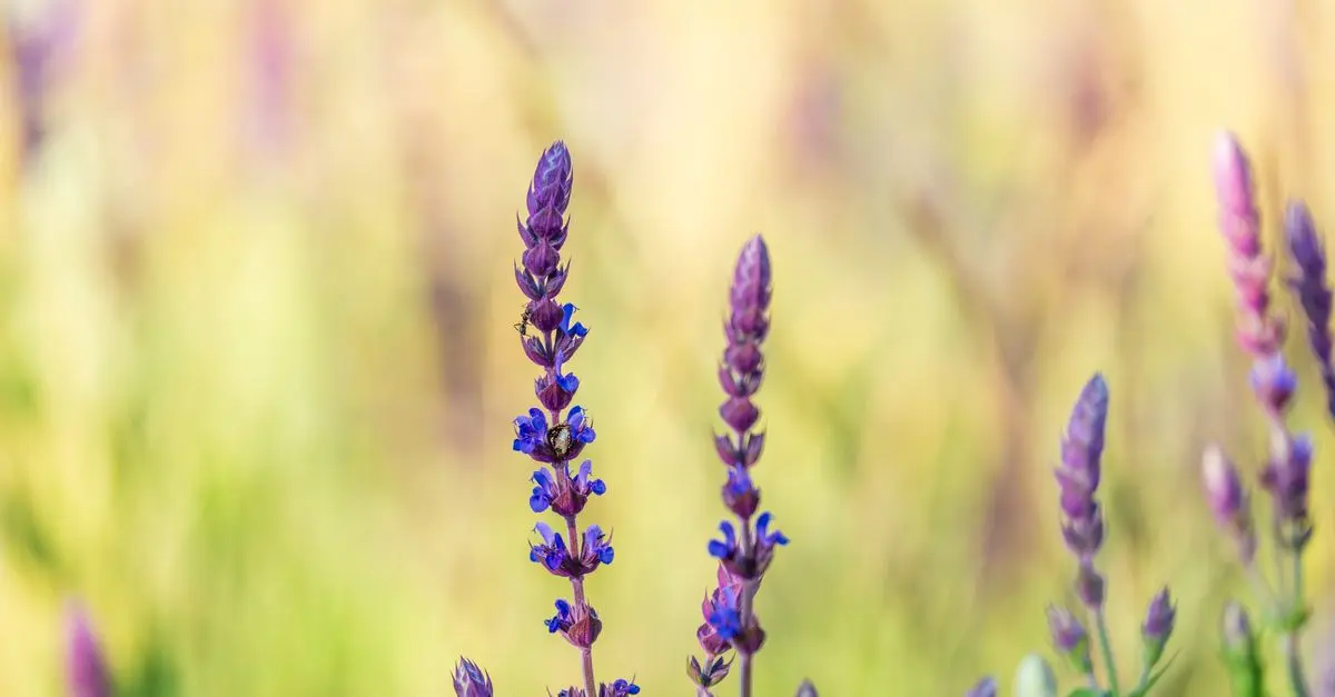 Come Creare un Giardino Aromatico da Sogno