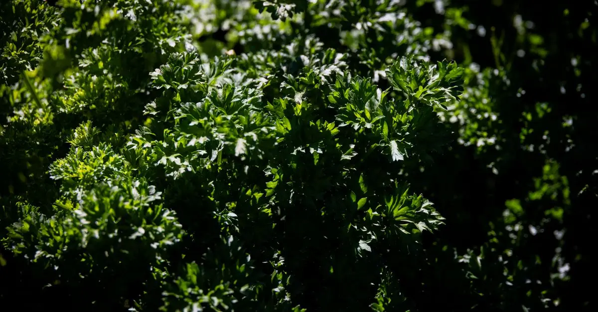 Come Creare un Giardino Aromatico Resistente: Tecniche e Consigli
