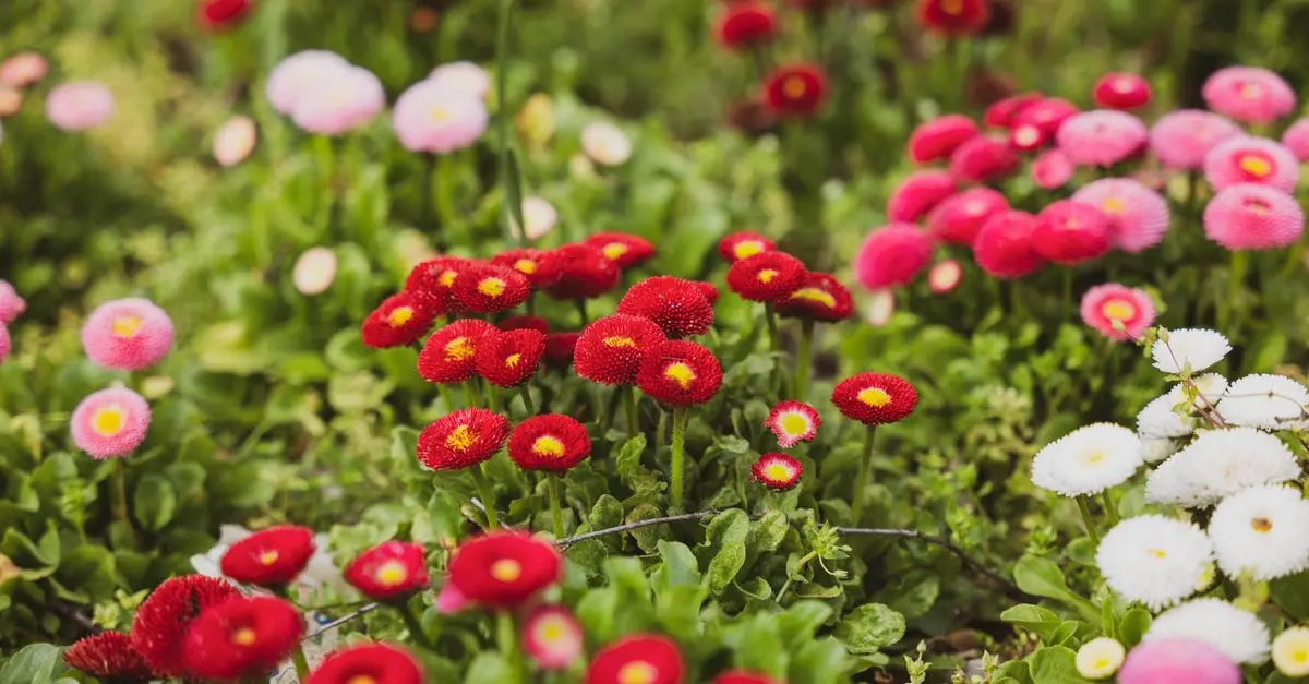 I Segreti per Coltivare un Giardino Dolce e Fiorito