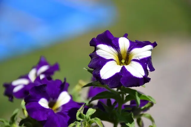 Come Creare un Giardino di Piante Aromatiche: Guida Completa
