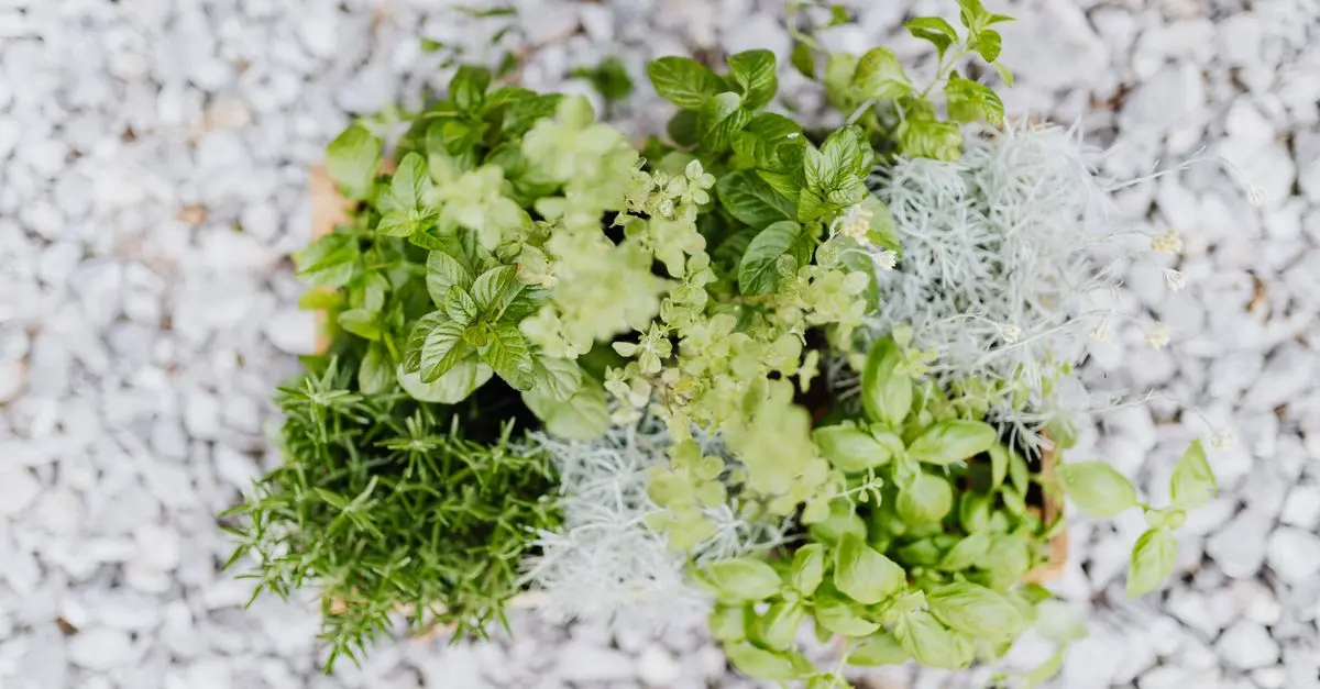 10 Piante Aromatiche Facili da Coltivare in Giardino