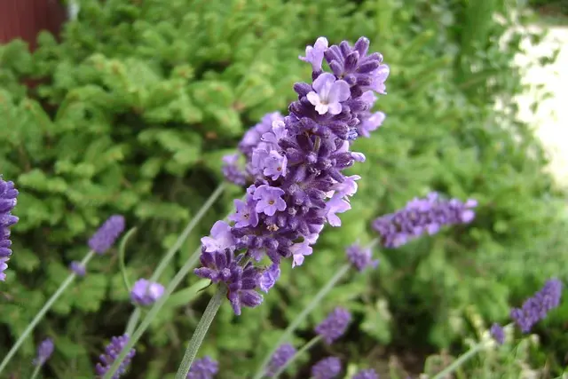 Come Creare un Giardino di Aromatiche Resistente e Profumato