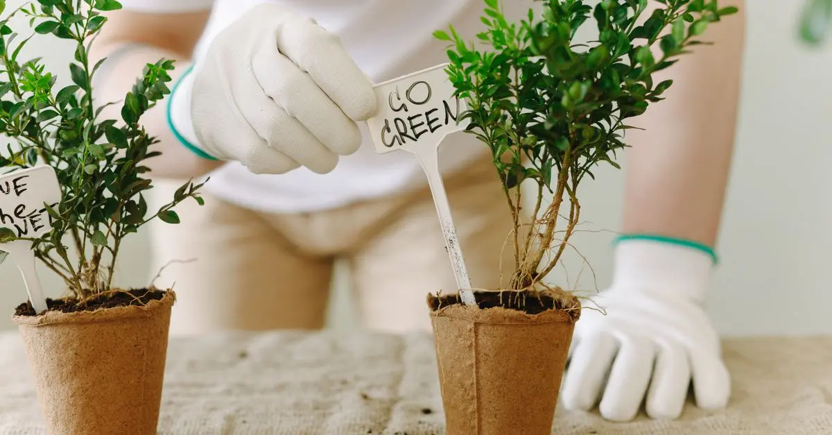 Come Creare un Giardino Sostenibile con Piante Resistenti