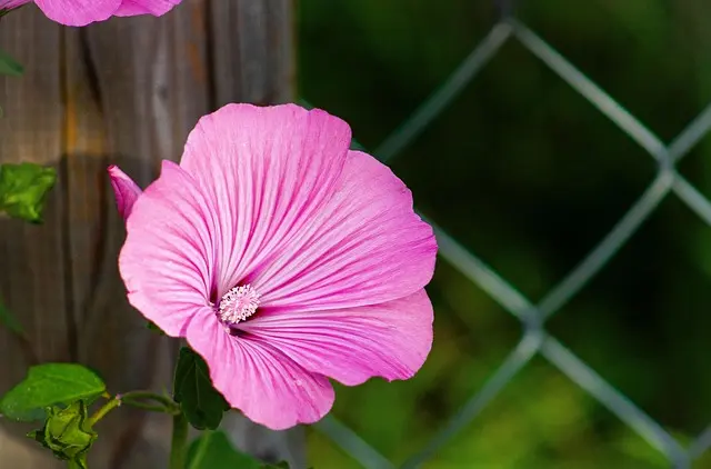 Come Scegliere le Piante Ideali per il Tuo Giardino