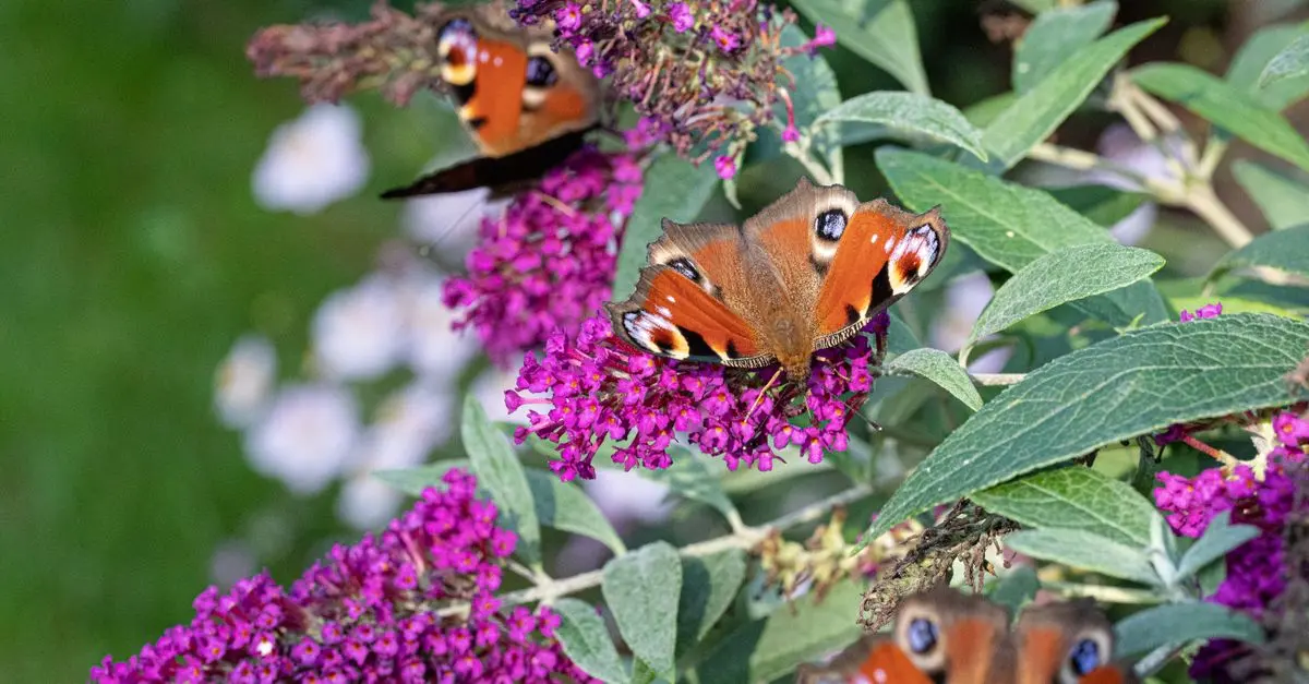 Come Creare un Giardino per Le Farfalle: Guida Completa