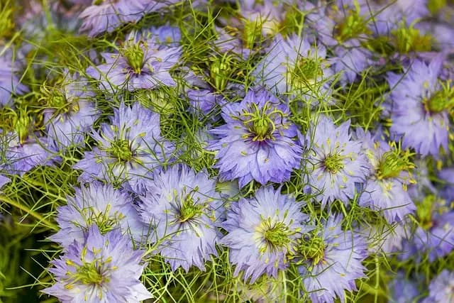 Come Creare un Giardino Aromatico Resistente alle Malattie