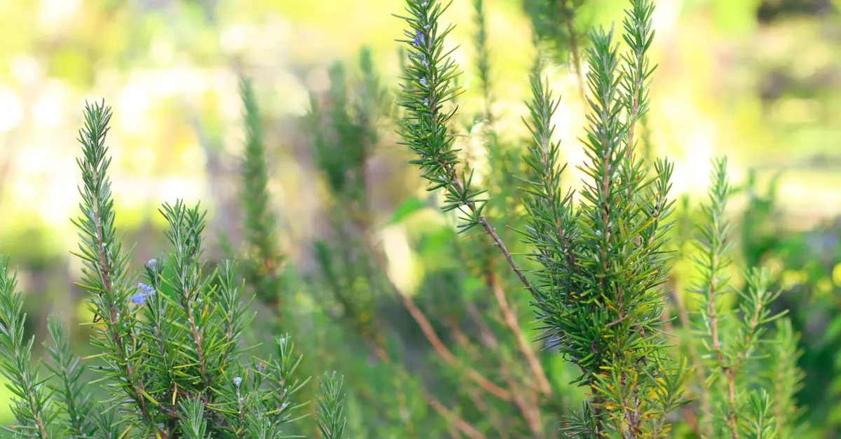 Come Scegliere le Piante Aromatiche più Adatte al Tuo Giardino