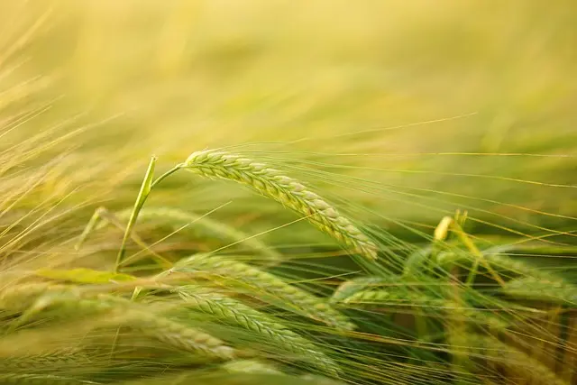 I Segreti per Coltivare Piante Aromatiche in Casa