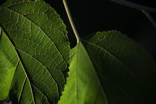 Come Iniziare un Giardino a Casa: 5 Passi Fondamentali