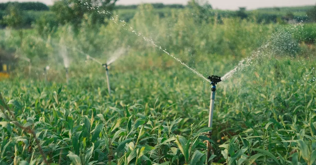Come Scegliere la Giusta Irrigazione per il Tuo Giardino
