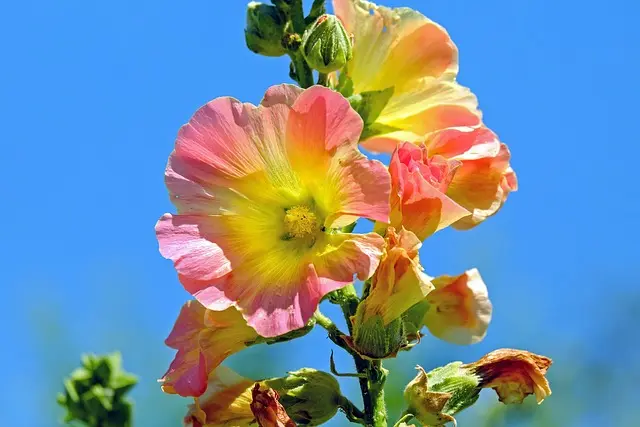 Come Avviare un Giardino Sostenibile: Guida Completa