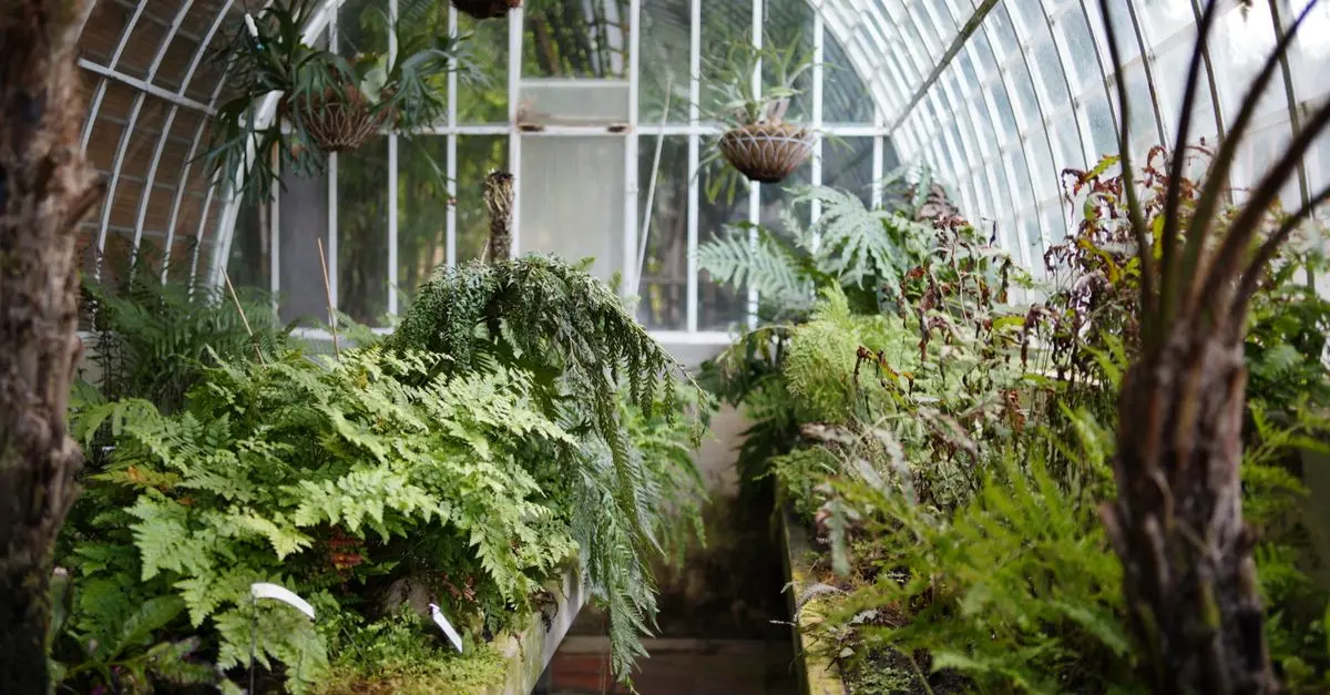 Consigli per Coltivare Piante da Giardino in Clima Freddo
