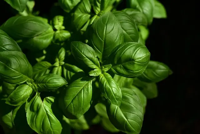 Come Realizzare un Giardino Aromatico Sostenibile