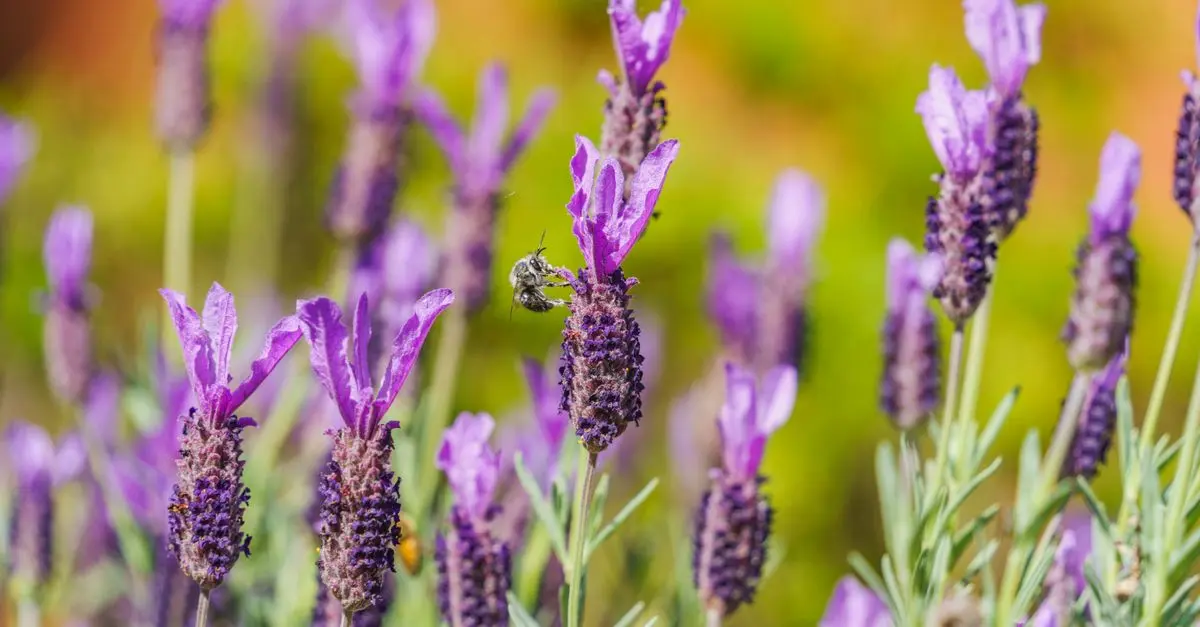 Come Realizzare un Giardino Aromatico Resistente: Tecniche e Consigli