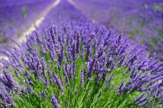 10 Idee per Creare un Giardino Aromatico Perfetto