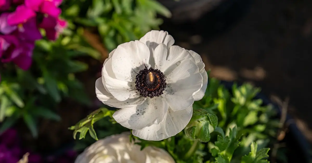 Come Organizzare il Giardino per la Primavera: Guida Pratica