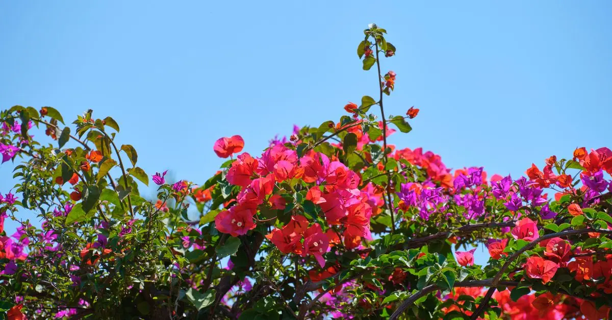Come Realizzare un Giardino Riuscito: Guida Pratica