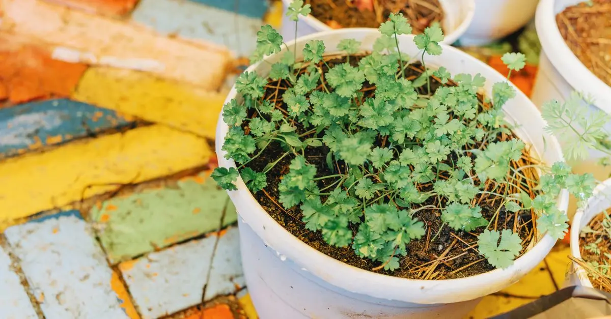 10 Consigli per Coltivare un Giardino Aromatico di Successo