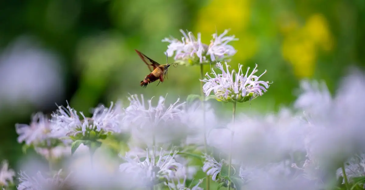 Come Creare un Giardino Sostenibile: Consigli Pratici