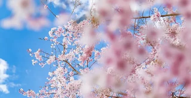 Come Creare un Giardino Fiorito in Ogni Stagione