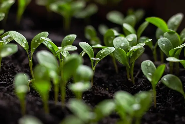 Come Creare un Giardino Sostenibile con Piante Facili