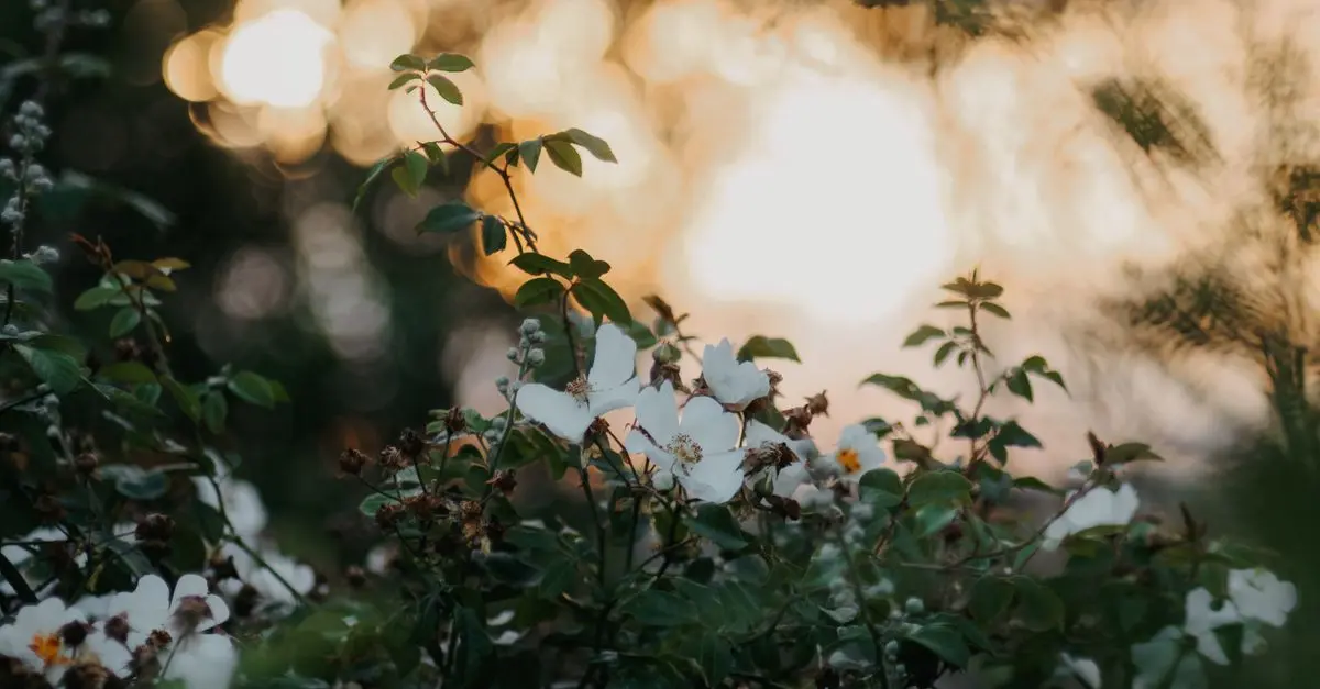 Come Creare un Giardino Sostenibile in 5 Passi